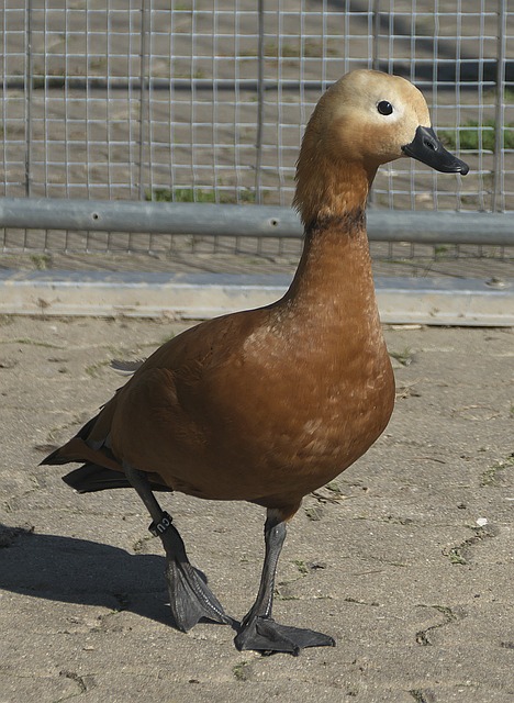 展和实现总
